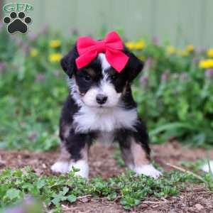 Bella, Mini Aussiedoodle Puppy